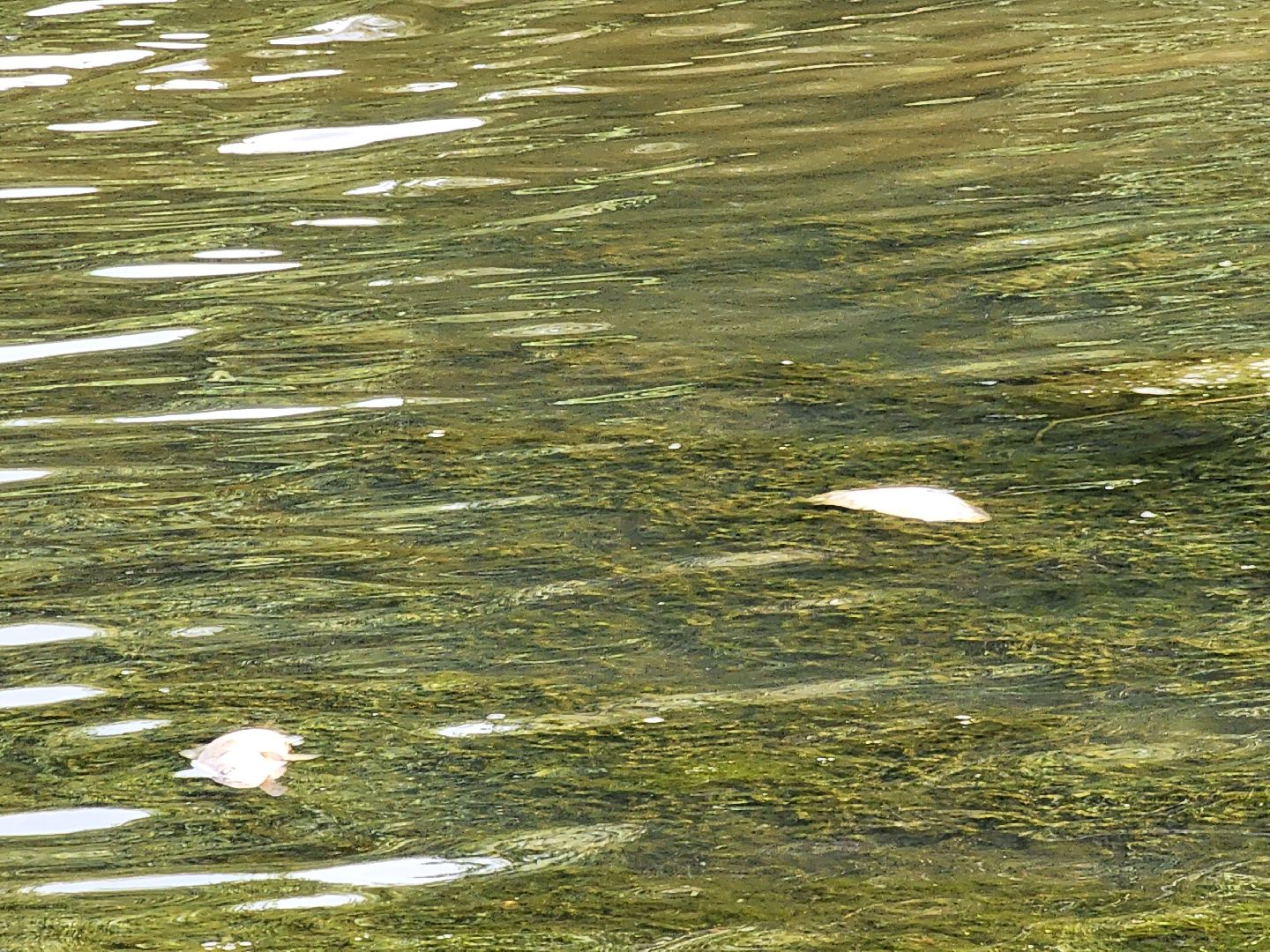 чп, пруд, оболенск, серпухов, гибель рыбы, рыба, водоем, экология, депутат,