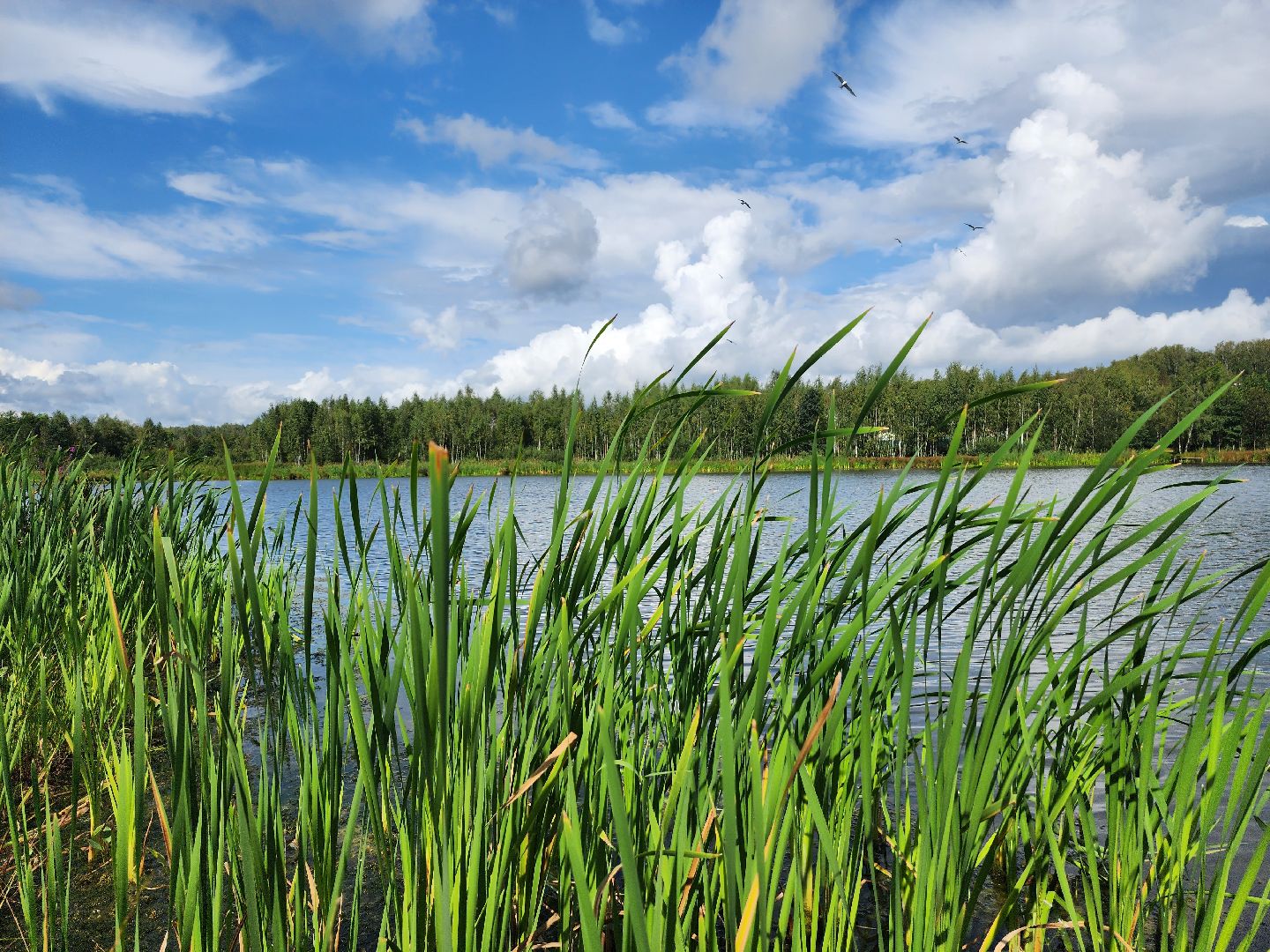 чп, пруд, оболенск, серпухов, гибель рыбы, рыба, водоем, экология, депутат,