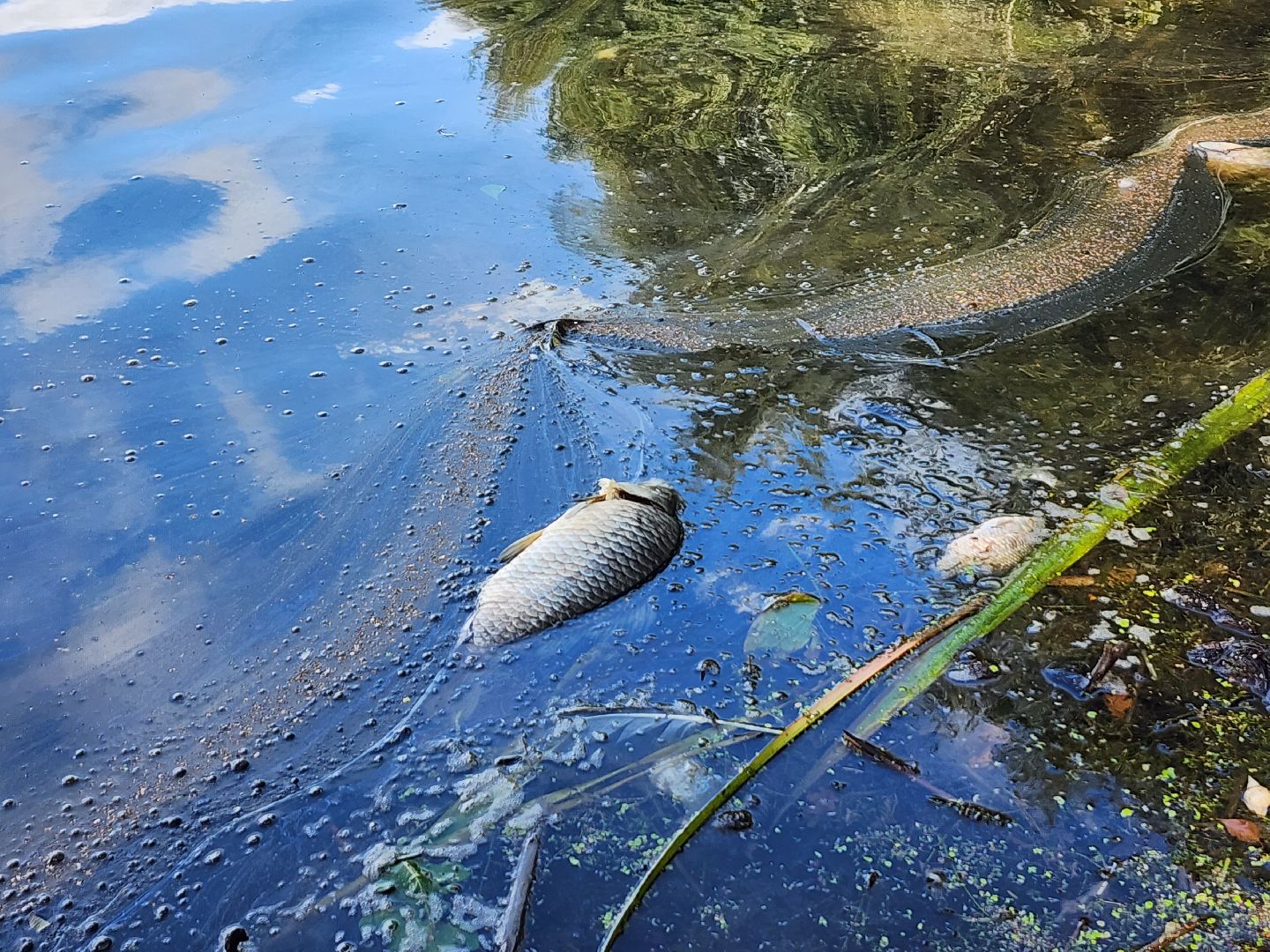 чп, пруд, оболенск, серпухов, гибель рыбы, рыба, водоем, экология, депутат,