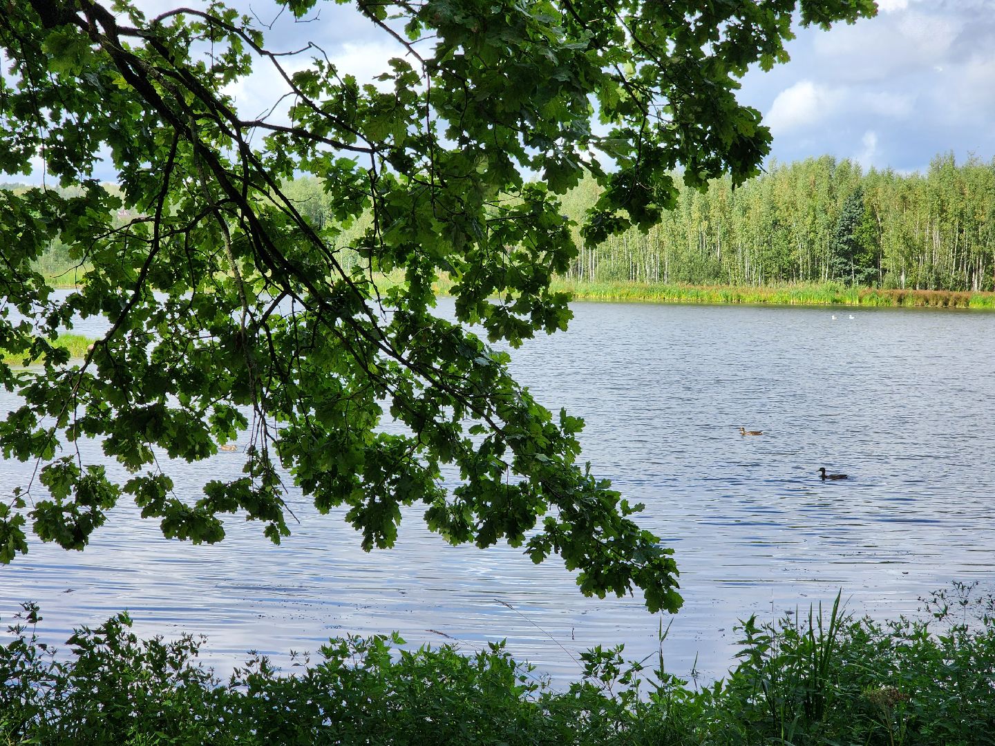чп, пруд, оболенск, серпухов, гибель рыбы, рыба, водоем, экология, депутат,
