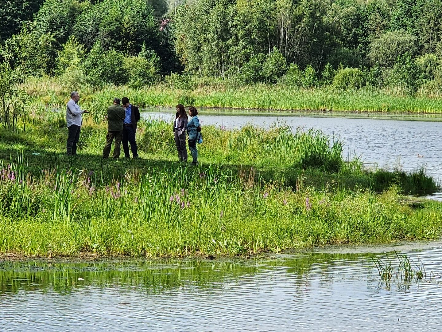 чп, пруд, оболенск, серпухов, гибель рыбы, рыба, водоем, экология, депутат,