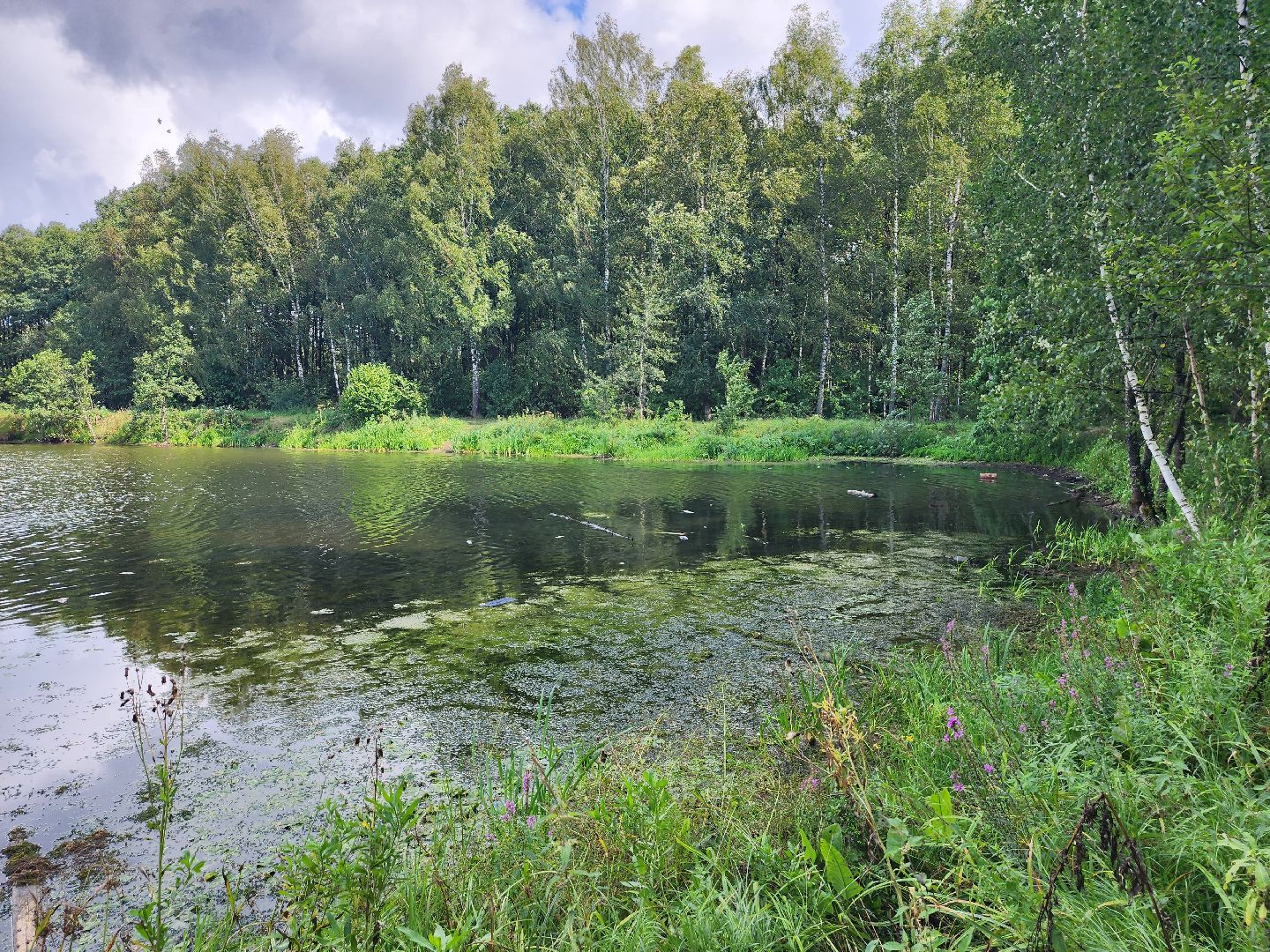 чп, пруд, оболенск, серпухов, гибель рыбы, рыба, водоем, экология, депутат,