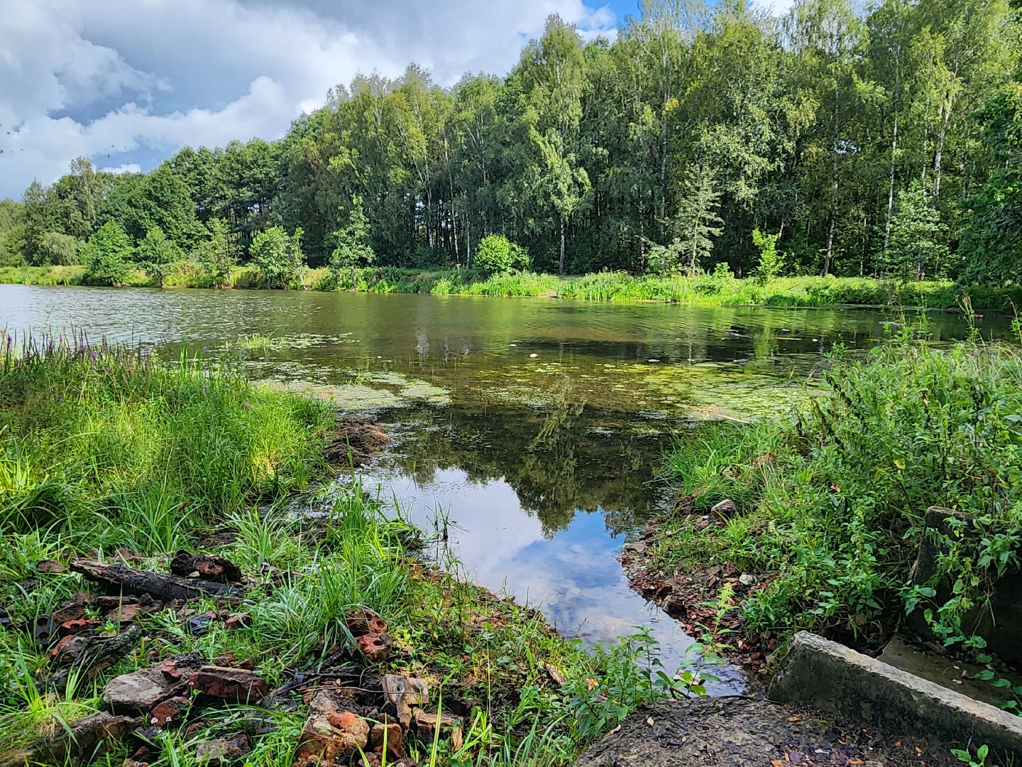 чп, пруд, оболенск, серпухов, гибель рыбы, рыба, водоем, экология, депутат,