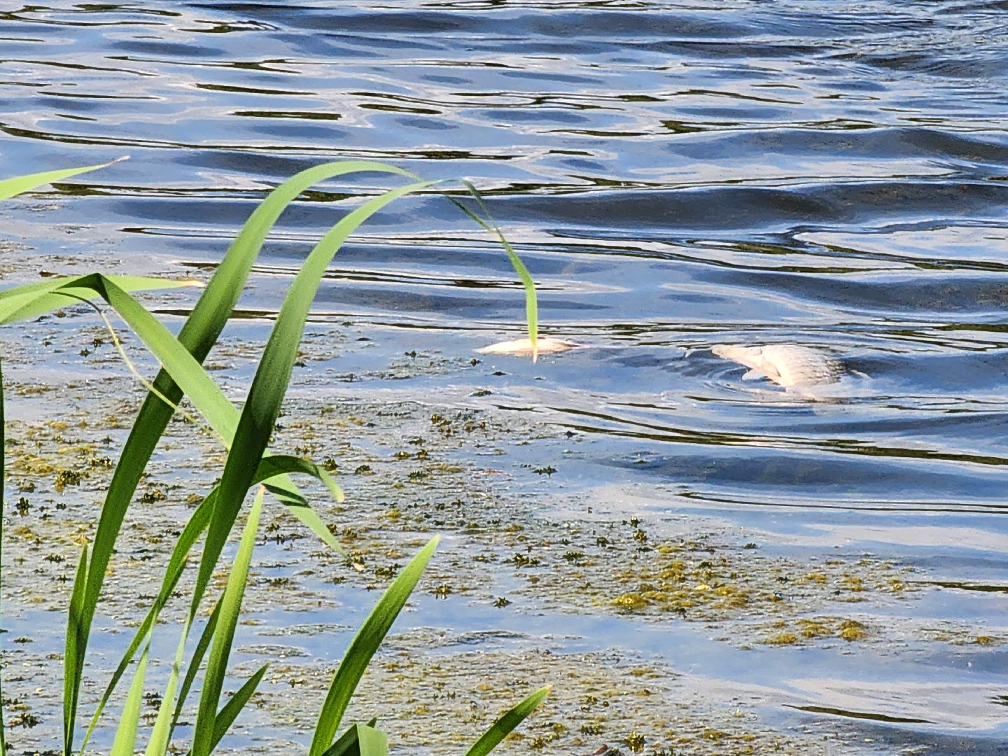 чп, пруд, оболенск, серпухов, гибель рыбы, рыба, водоем, экология, депутат,