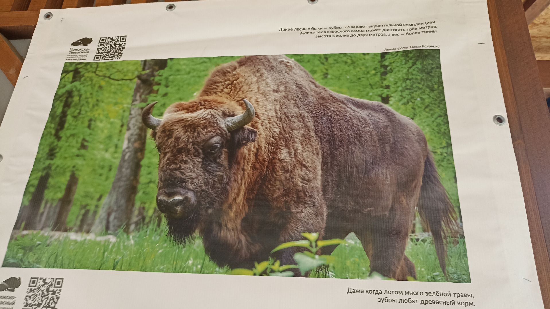 Серпухов, Подмосковье, парк, выставка, заповедник