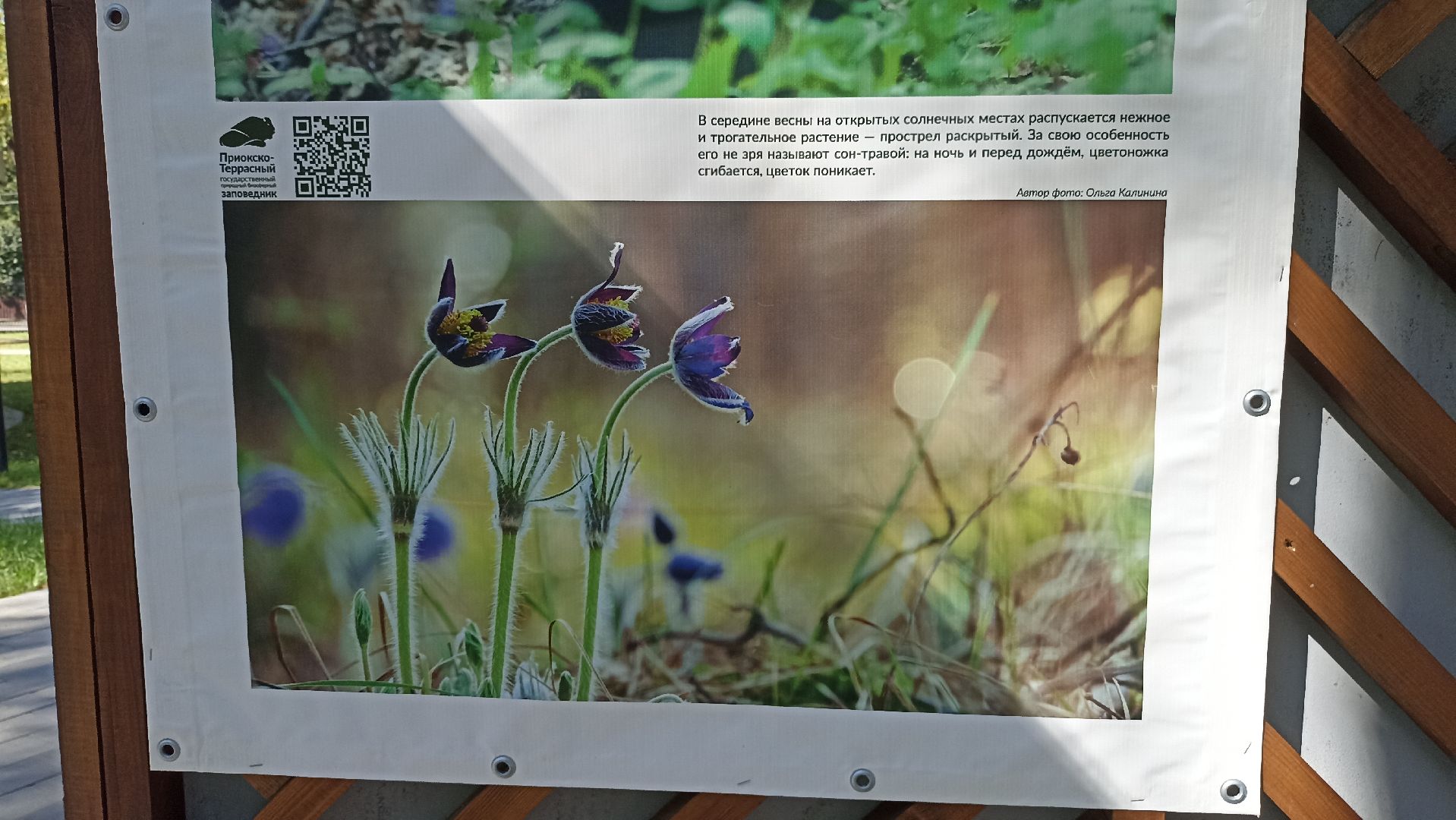 Серпухов, Подмосковье, парк, выставка, заповедник