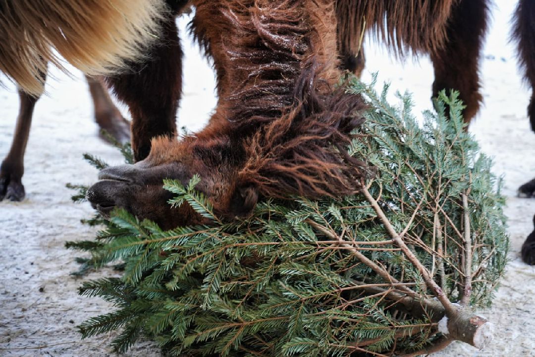 Сергиев Посад