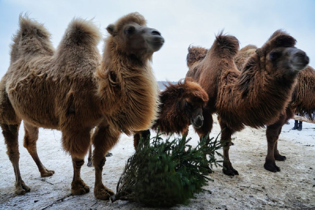 Сергиев Посад