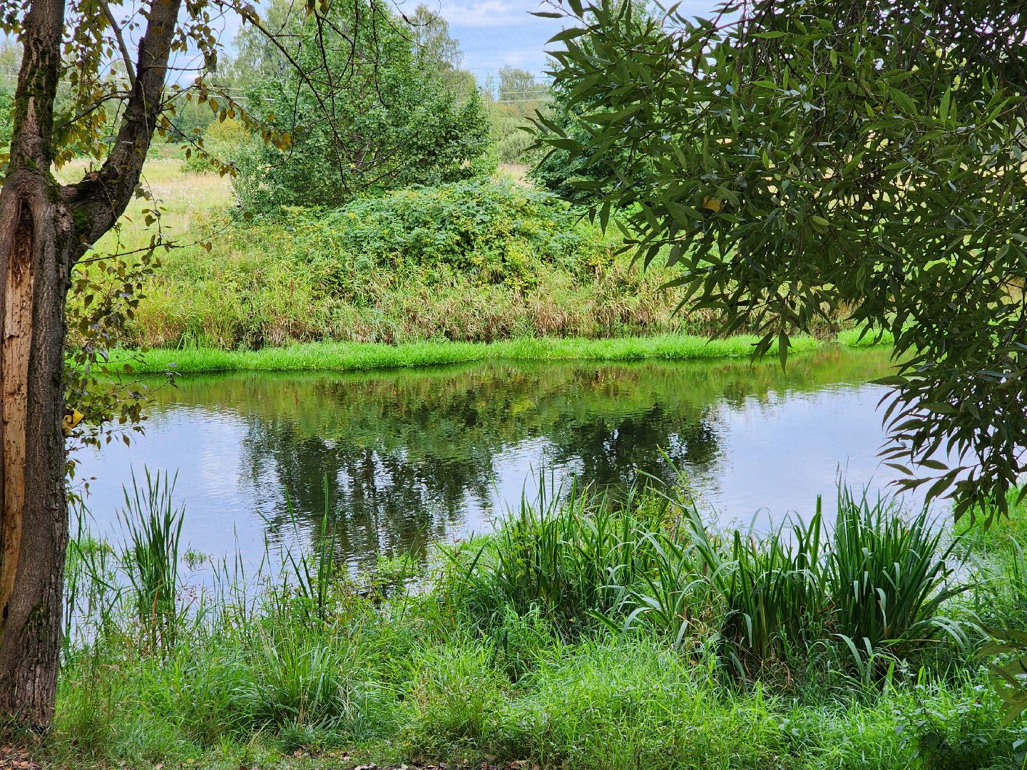 река, городской округ пушкинский, водоём, вода, лето в подмосковье,