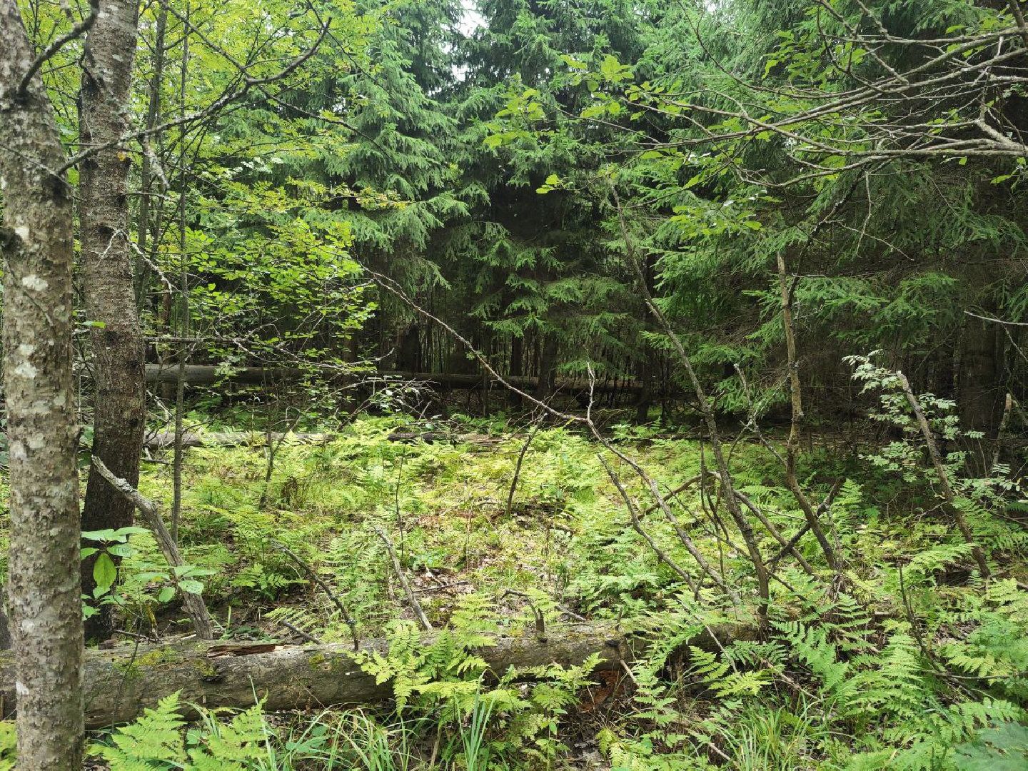 Красногорск, лес, клещи, укусы, лесничий