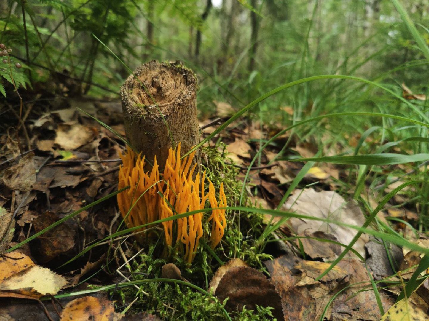 Красногорск, лес, клещи, укусы, лесничий