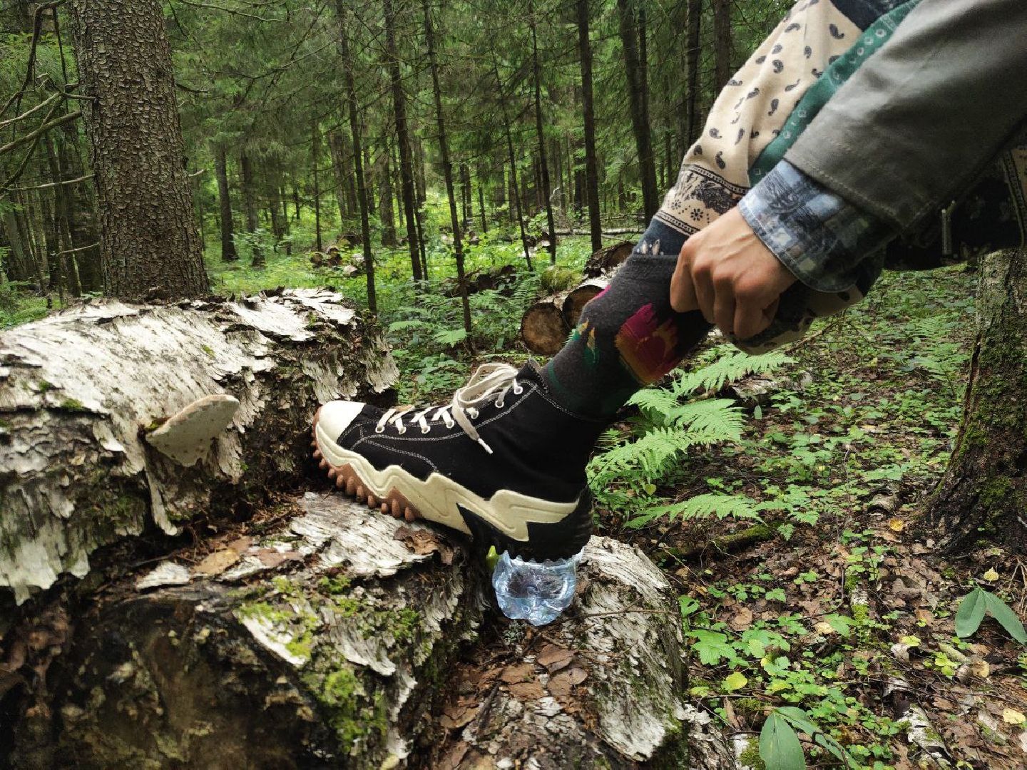 Красногорск, лес, клещи, укусы, лесничий