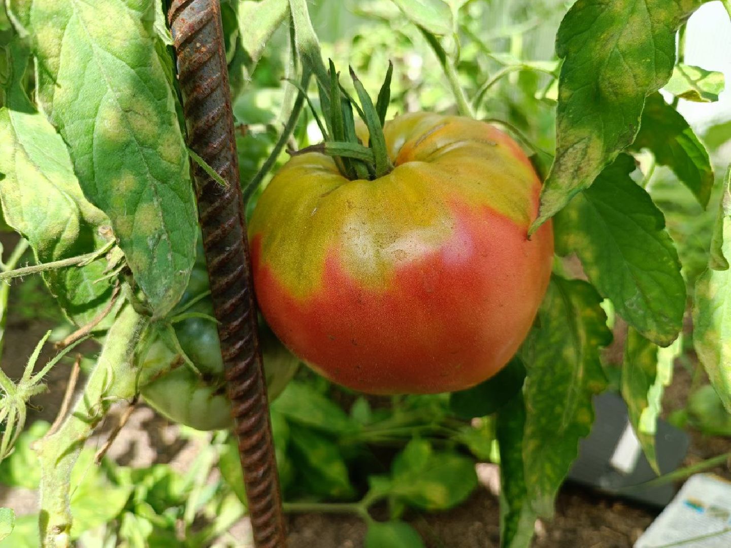 Можайск, Можайский городской округ, Подмосковье, урожай, монастырь, огород, овощи, фрукты, заготовки на зиму, традиции
