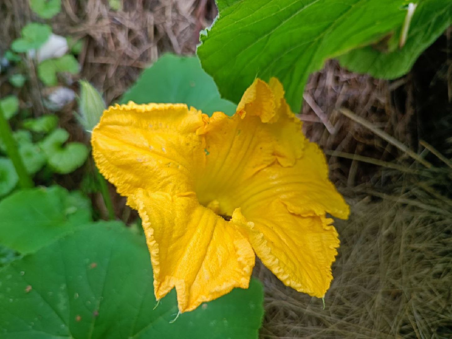 Можайск, Можайский городской округ, Подмосковье, урожай, монастырь, огород, овощи, фрукты, заготовки на зиму, традиции