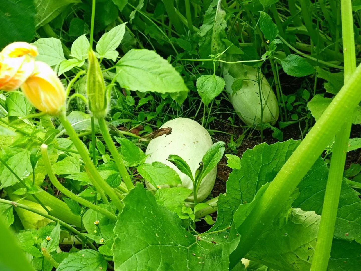 Можайск, Можайский городской округ, Подмосковье, урожай, монастырь, огород, овощи, фрукты, заготовки на зиму, традиции