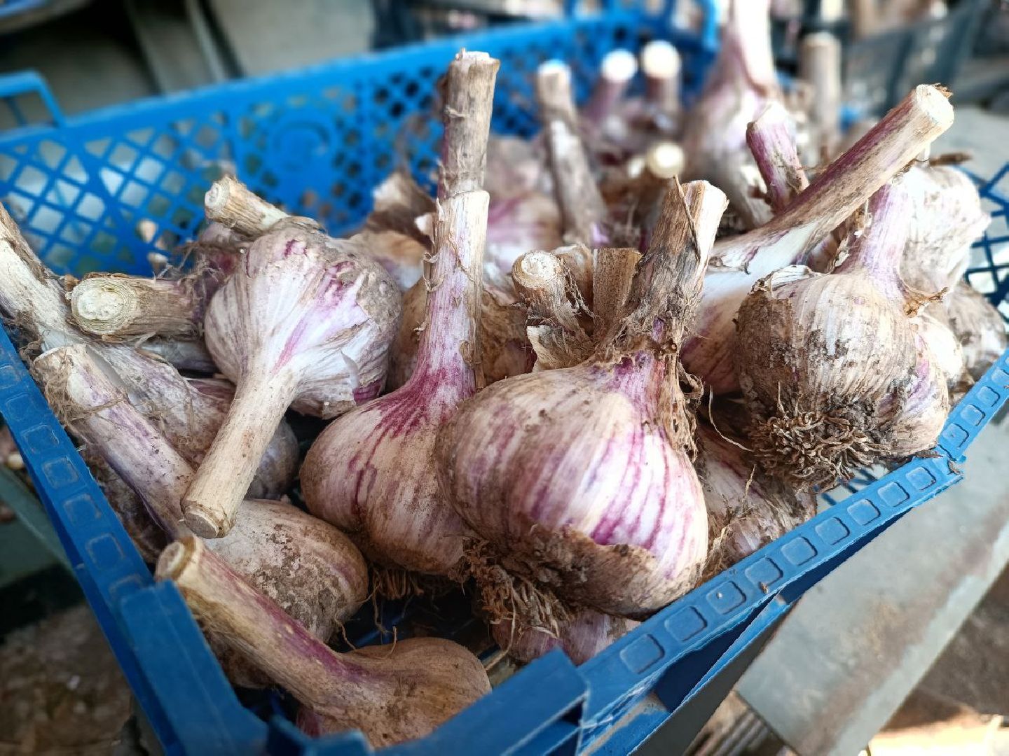 Можайск, Можайский городской округ, Подмосковье, урожай, монастырь, огород, овощи, фрукты, заготовки на зиму, традиции
