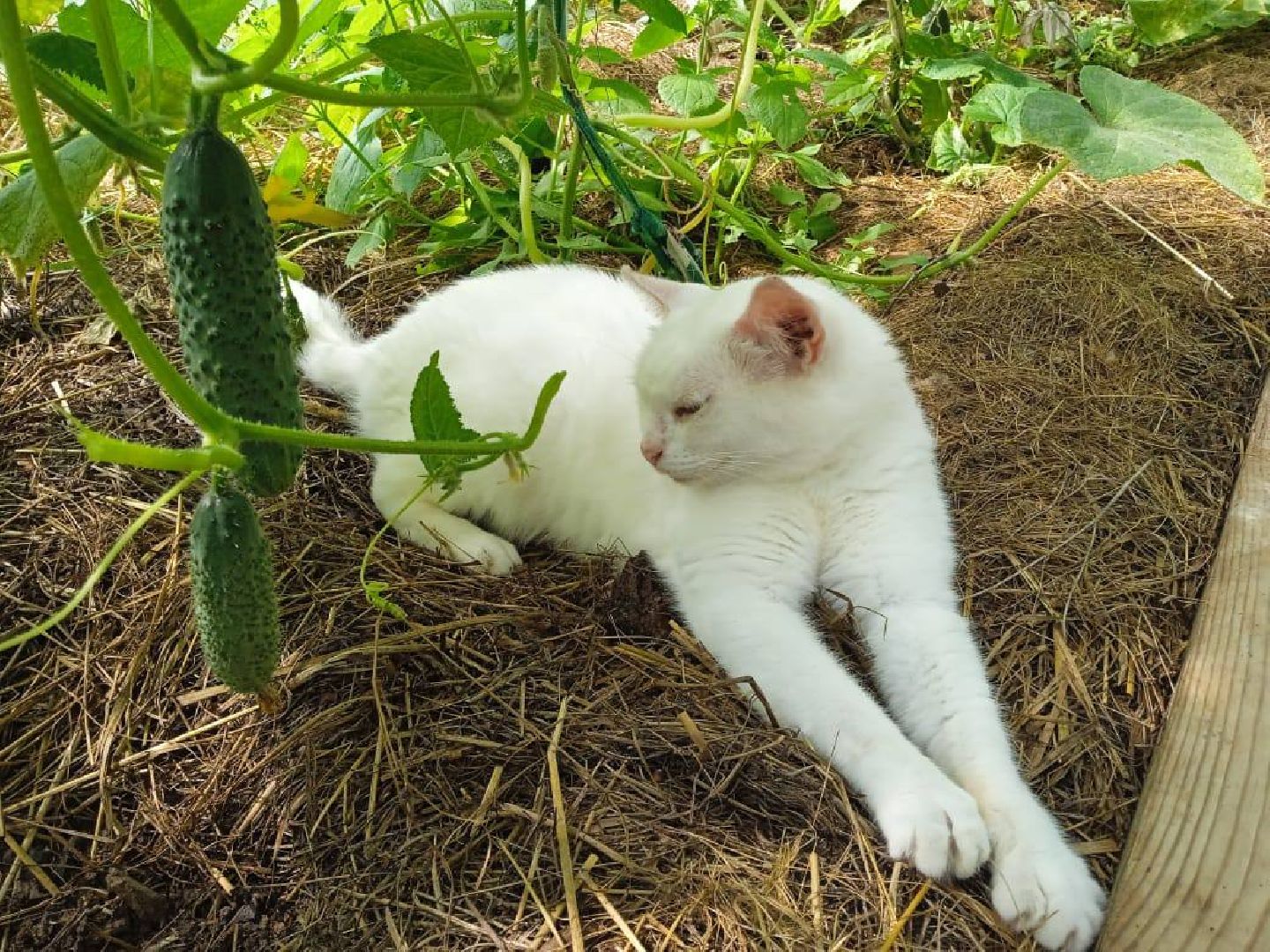 Можайск, Можайский городской округ, Подмосковье, урожай, монастырь, огород, овощи, фрукты, заготовки на зиму, традиции