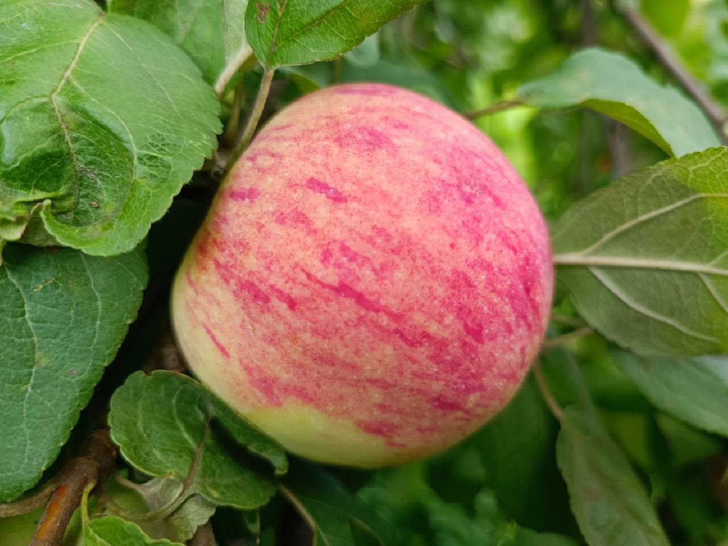 Можайск, Можайский городской округ, Подмосковье, урожай, монастырь, огород, овощи, фрукты, заготовки на зиму, традиции