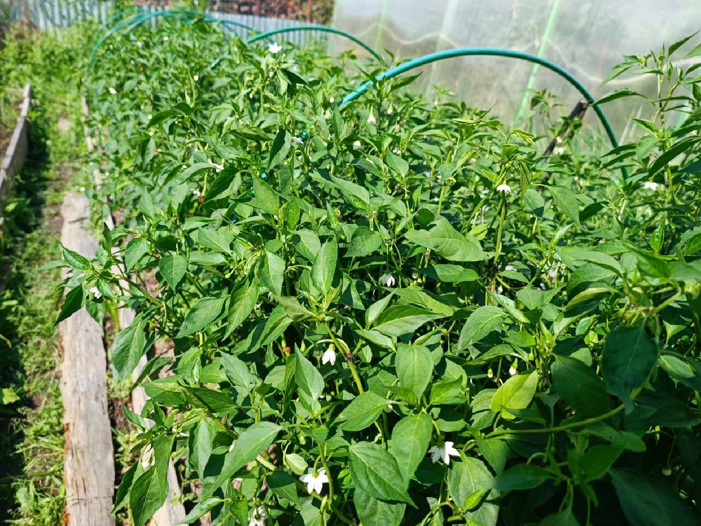 Можайск, Можайский городской округ, Подмосковье, урожай, монастырь, огород, овощи, фрукты, заготовки на зиму, традиции