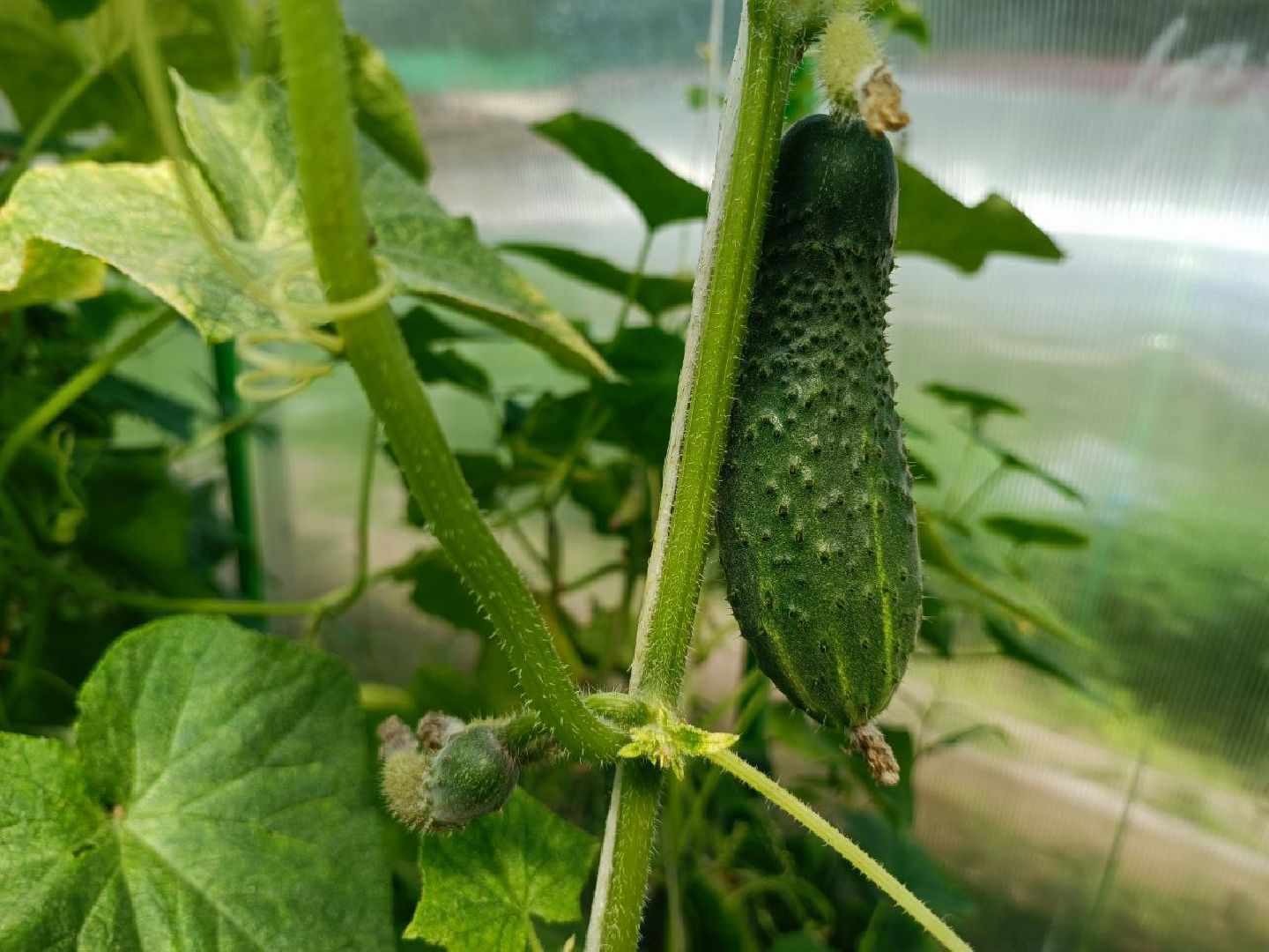 Можайск, Можайский городской округ, Подмосковье, урожай, монастырь, огород, овощи, фрукты, заготовки на зиму, традиции