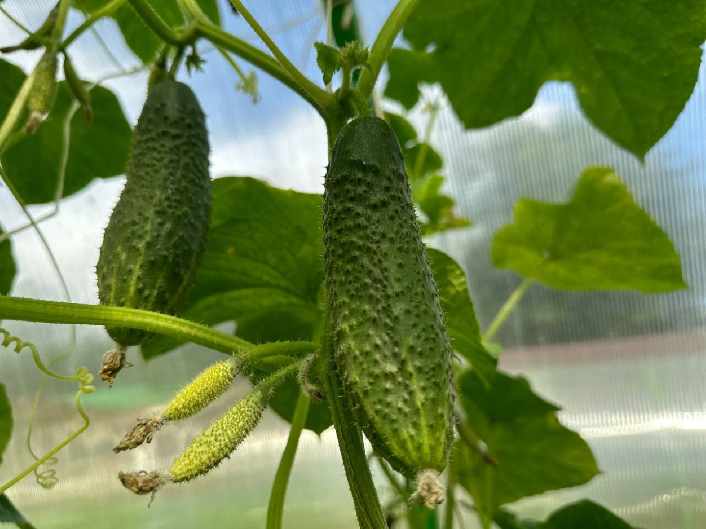 Можайск, Можайский городской округ, Подмосковье, урожай, монастырь, огород, овощи, фрукты, заготовки на зиму, традиции