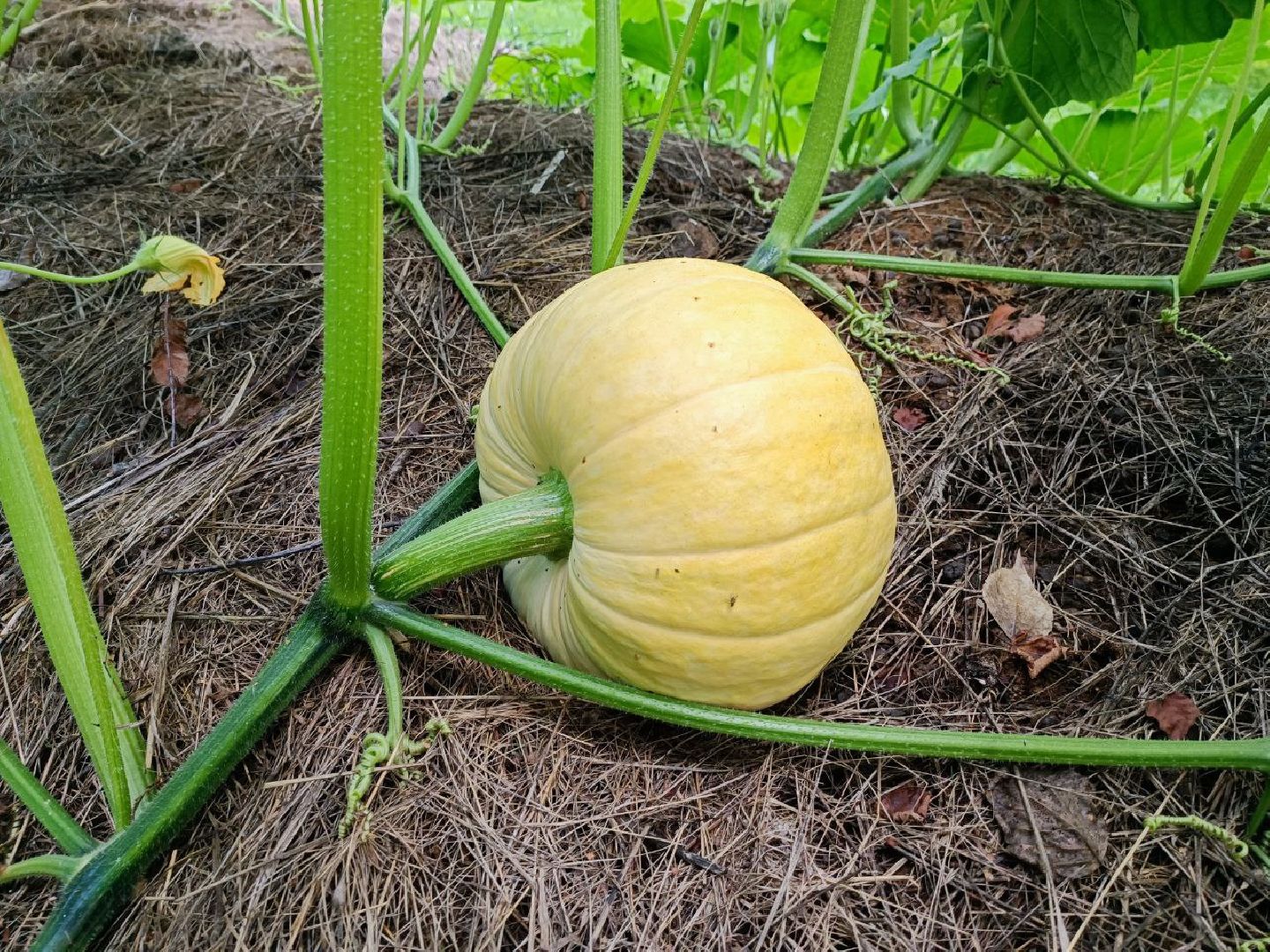 Можайск, Можайский городской округ, Подмосковье, урожай, монастырь, огород, овощи, фрукты, заготовки на зиму, традиции