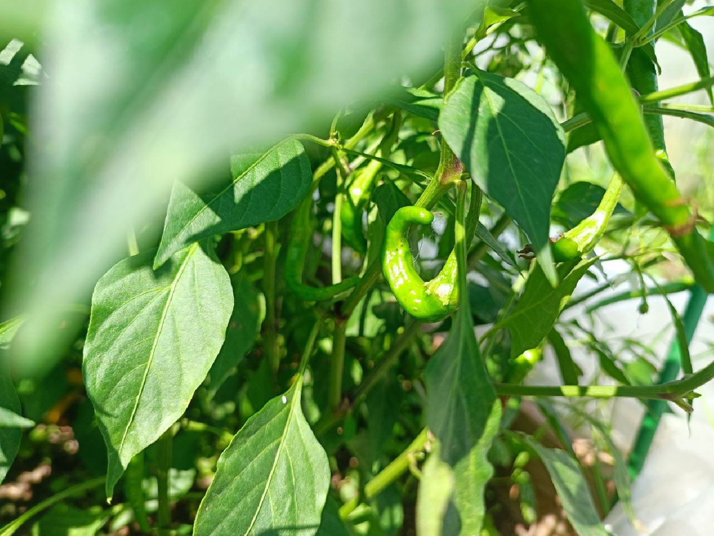 Можайск, Можайский городской округ, Подмосковье, урожай, монастырь, огород, овощи, фрукты, заготовки на зиму, традиции