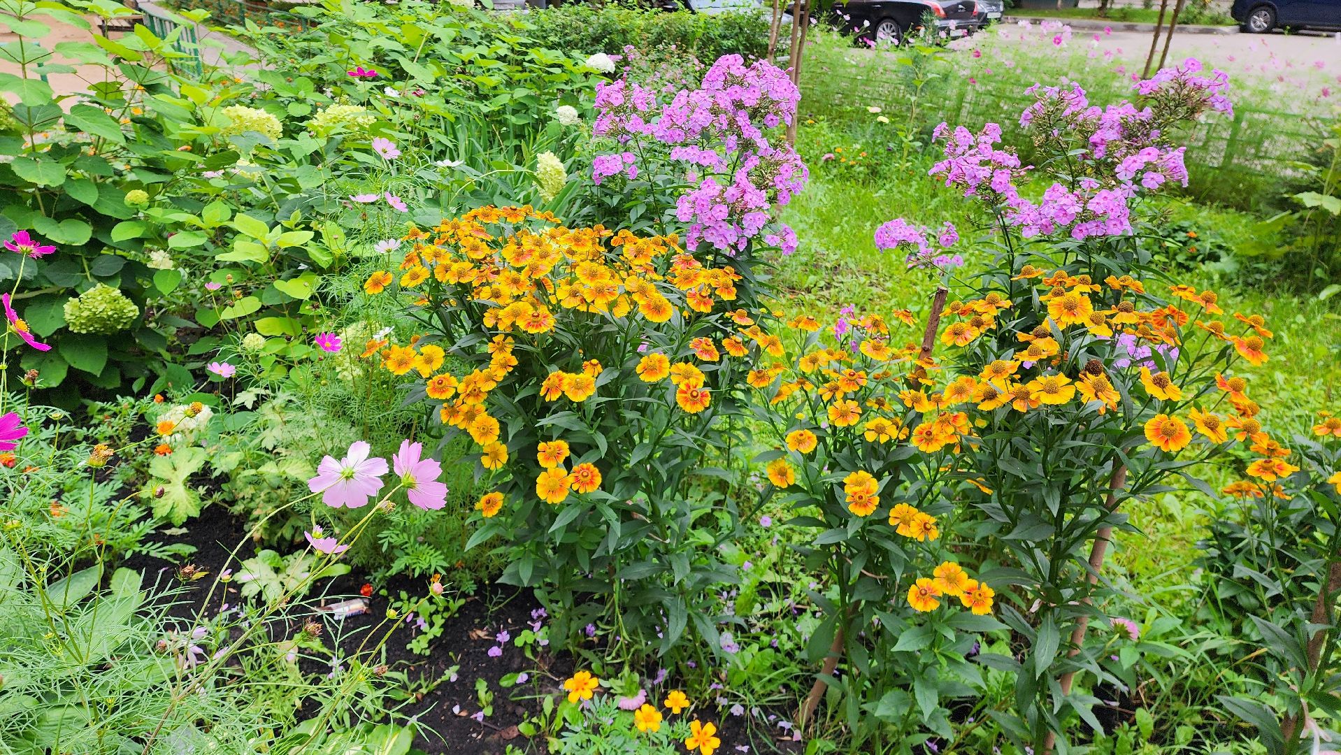 озеленение, озеленение двора, благоустройство, дворы,