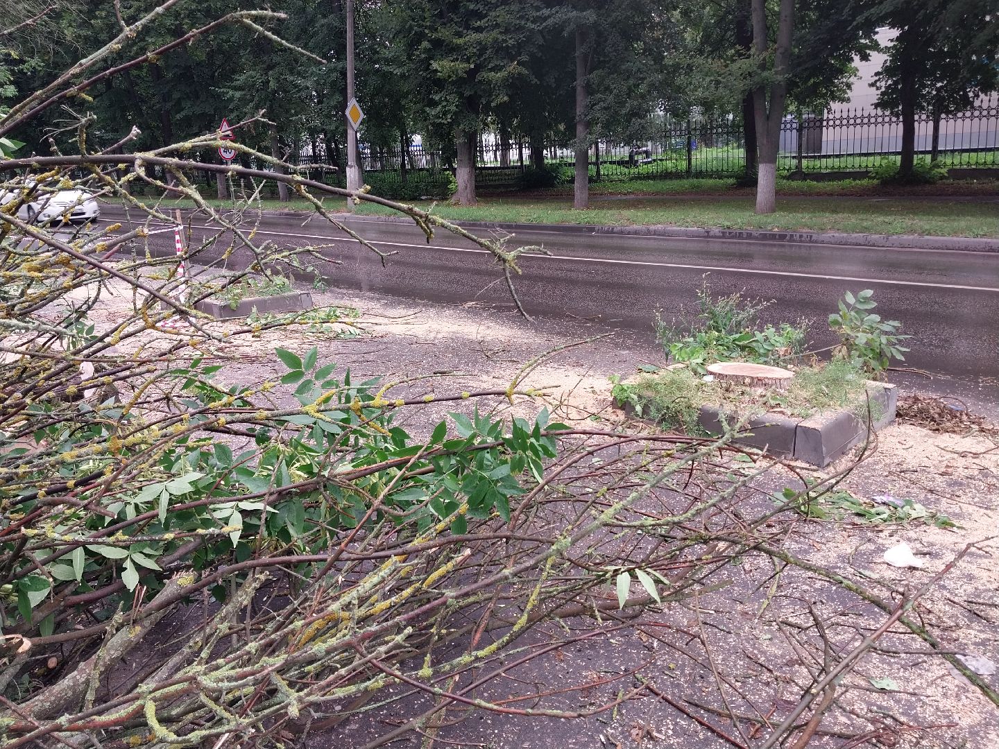 Коломна, деревья, благоустройство