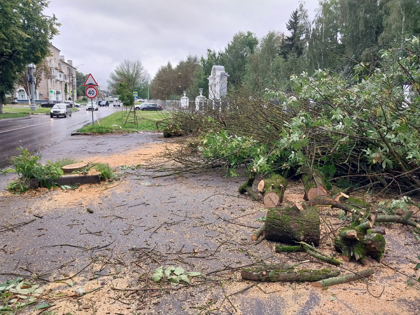 Коломна, деревья, благоустройство