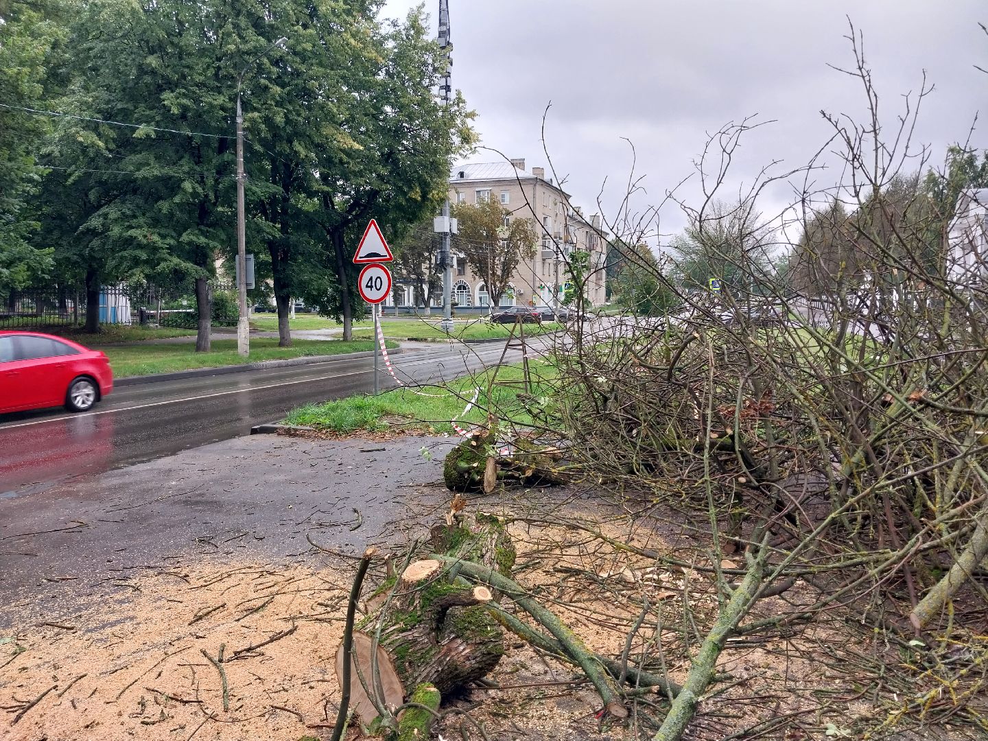 Коломна, деревья, благоустройство
