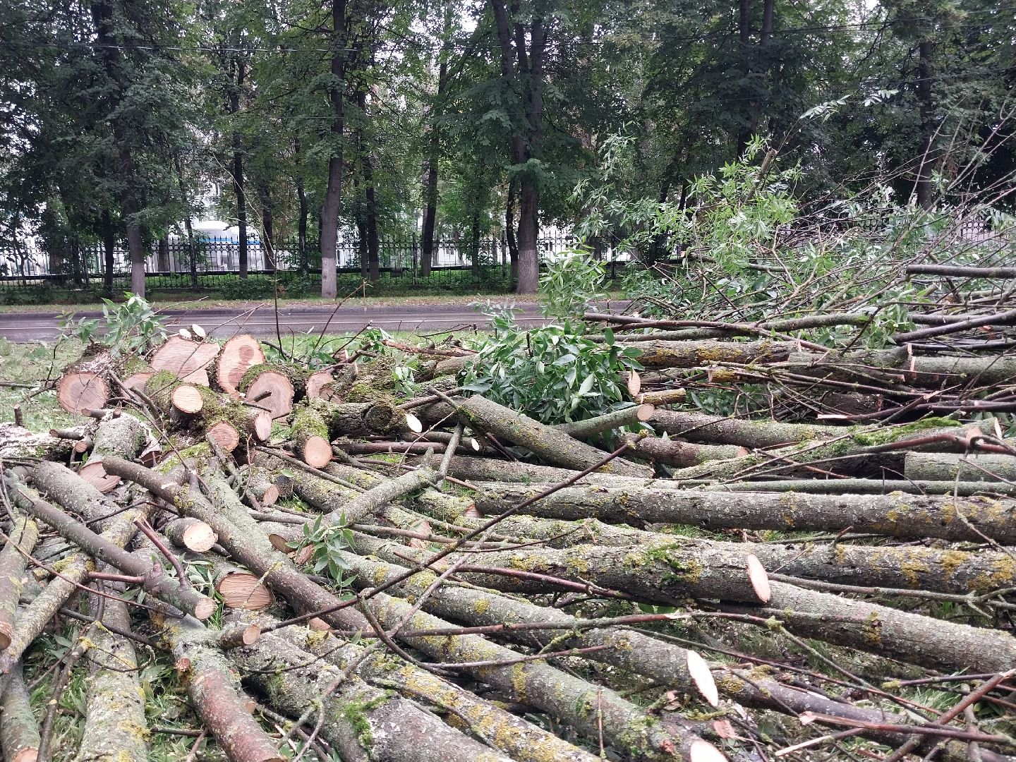 Коломна, деревья, благоустройство