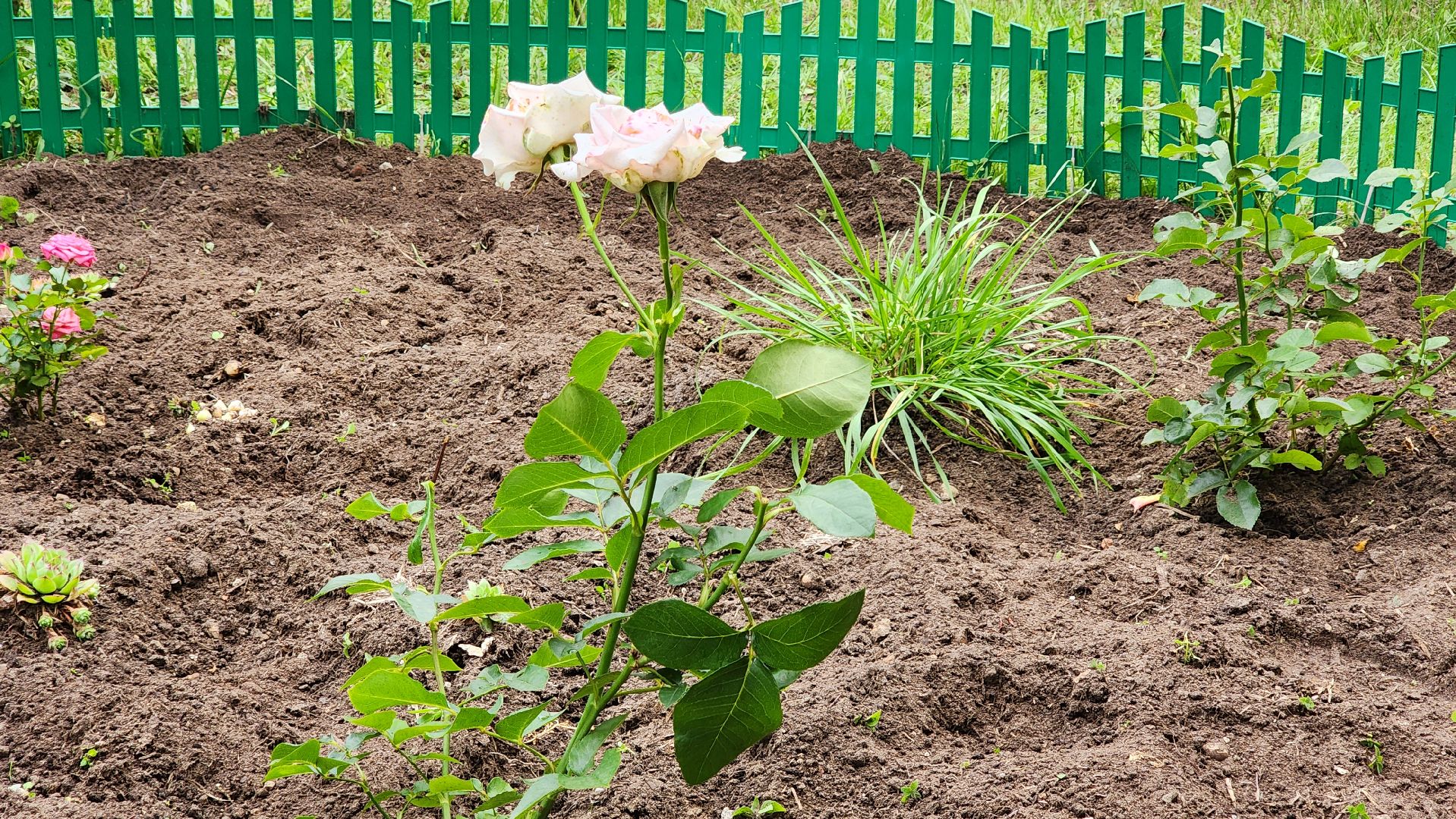 благоустройство, цветник, жители, Котельники