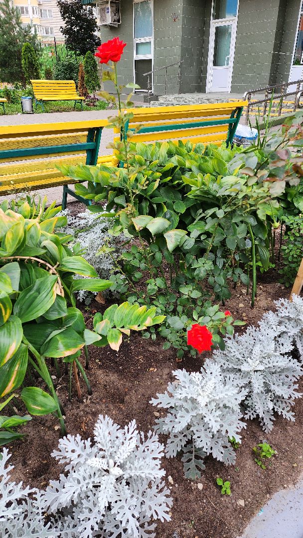 благоустройство, цветник, жители, Котельники