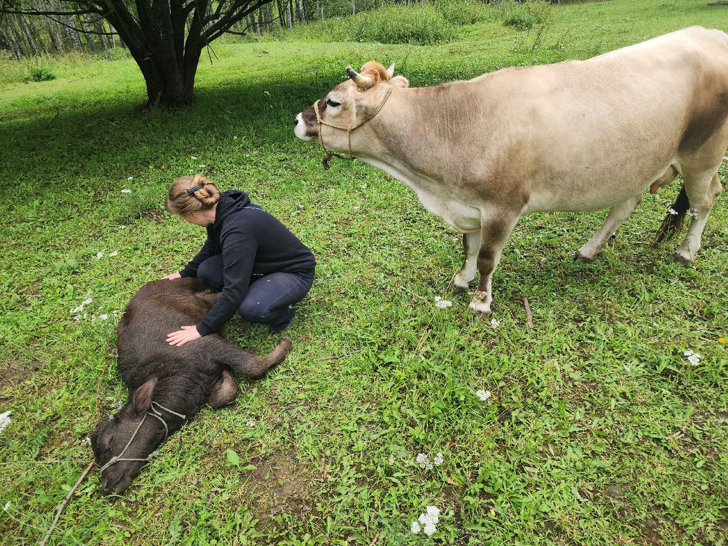 Кашира, зоостудия Ковчег, зооферма, животные актёры, корова, буйвол