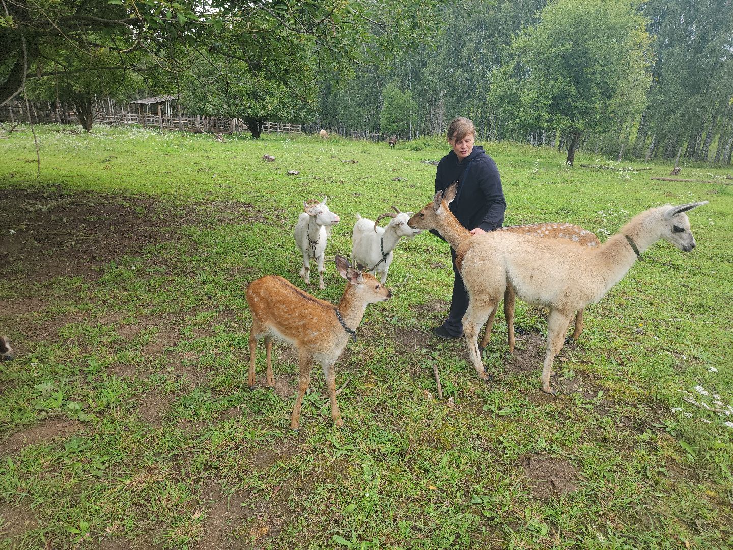 Кашира, зоостудия Ковчег, зооферма, животные актёры, корова, буйвол