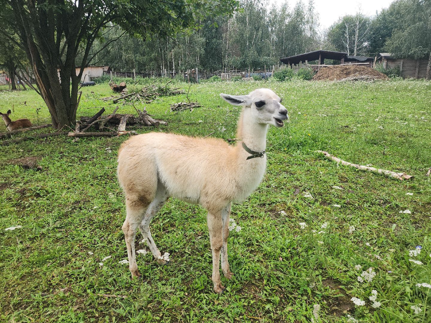 Кашира, зоостудия Ковчег, зооферма, животные актёры, корова, буйвол