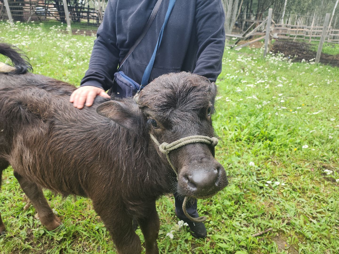 Кашира, зоостудия Ковчег, зооферма, животные актёры, корова, буйвол