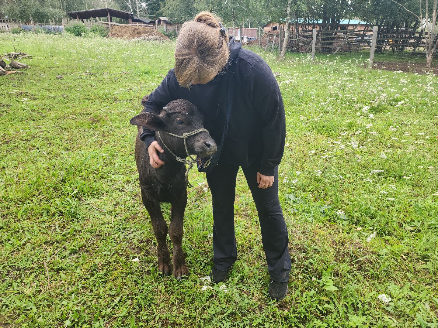 Кашира, зоостудия Ковчег, зооферма, животные актёры, корова, буйвол