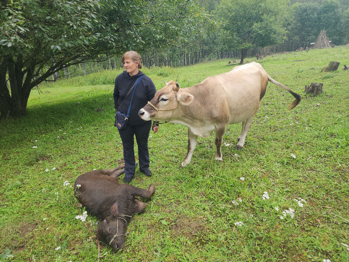 Кашира, зоостудия Ковчег, зооферма, животные актёры, корова, буйвол