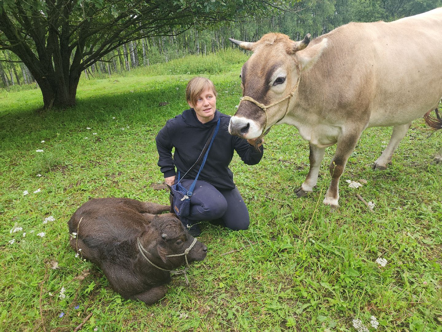 Кашира, зоостудия Ковчег, зооферма, животные актёры, корова, буйвол
