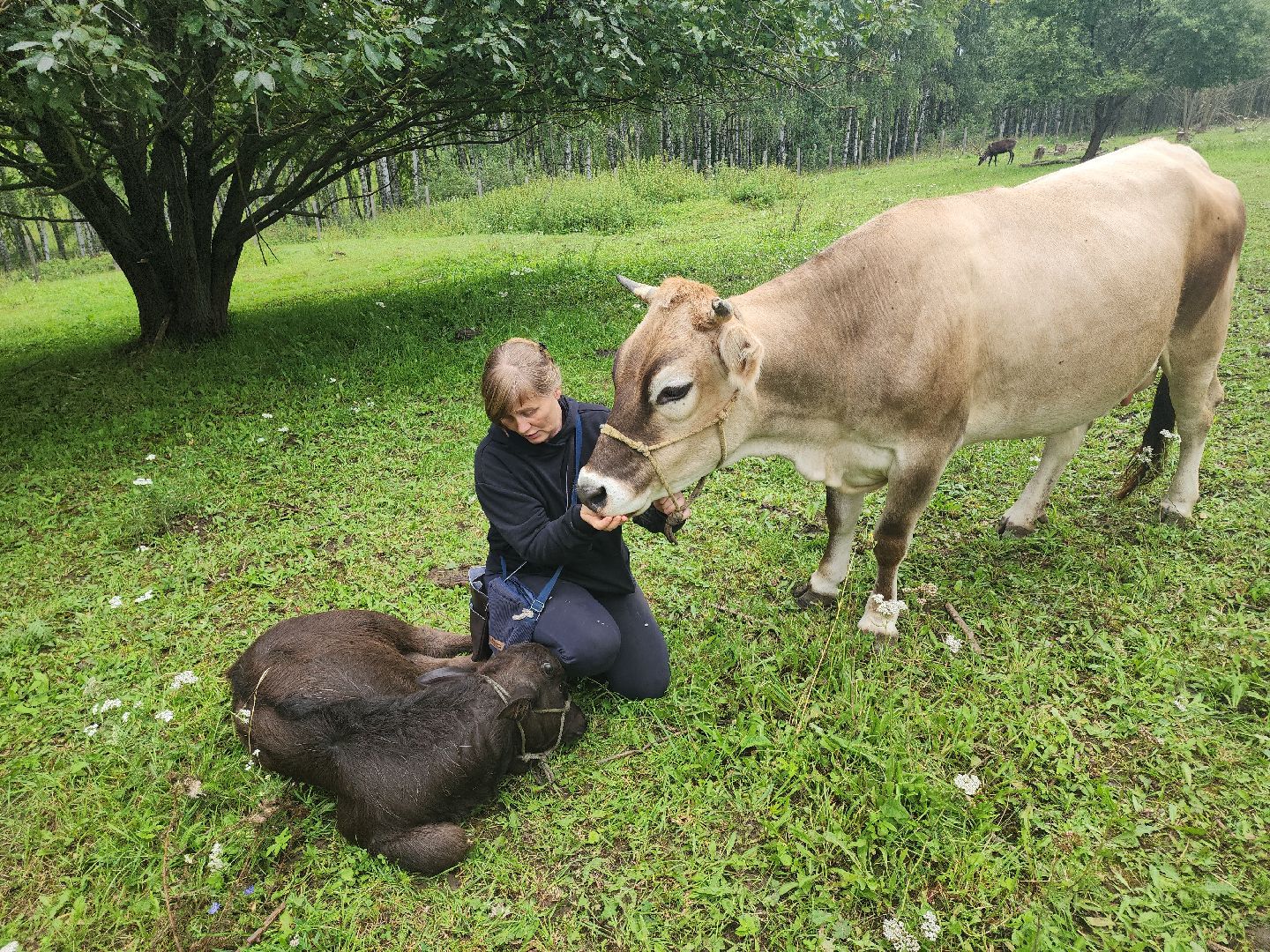 Кашира, зоостудия Ковчег, зооферма, животные актёры, корова, буйвол