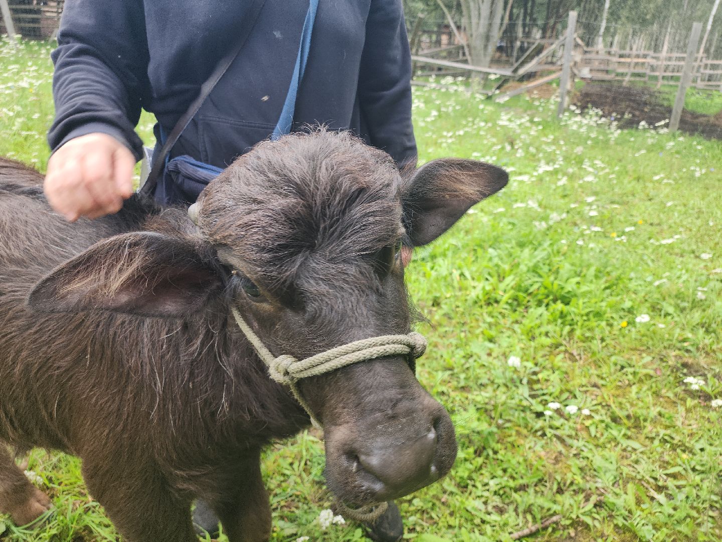 Кашира, зоостудия Ковчег, зооферма, животные актёры, корова, буйвол