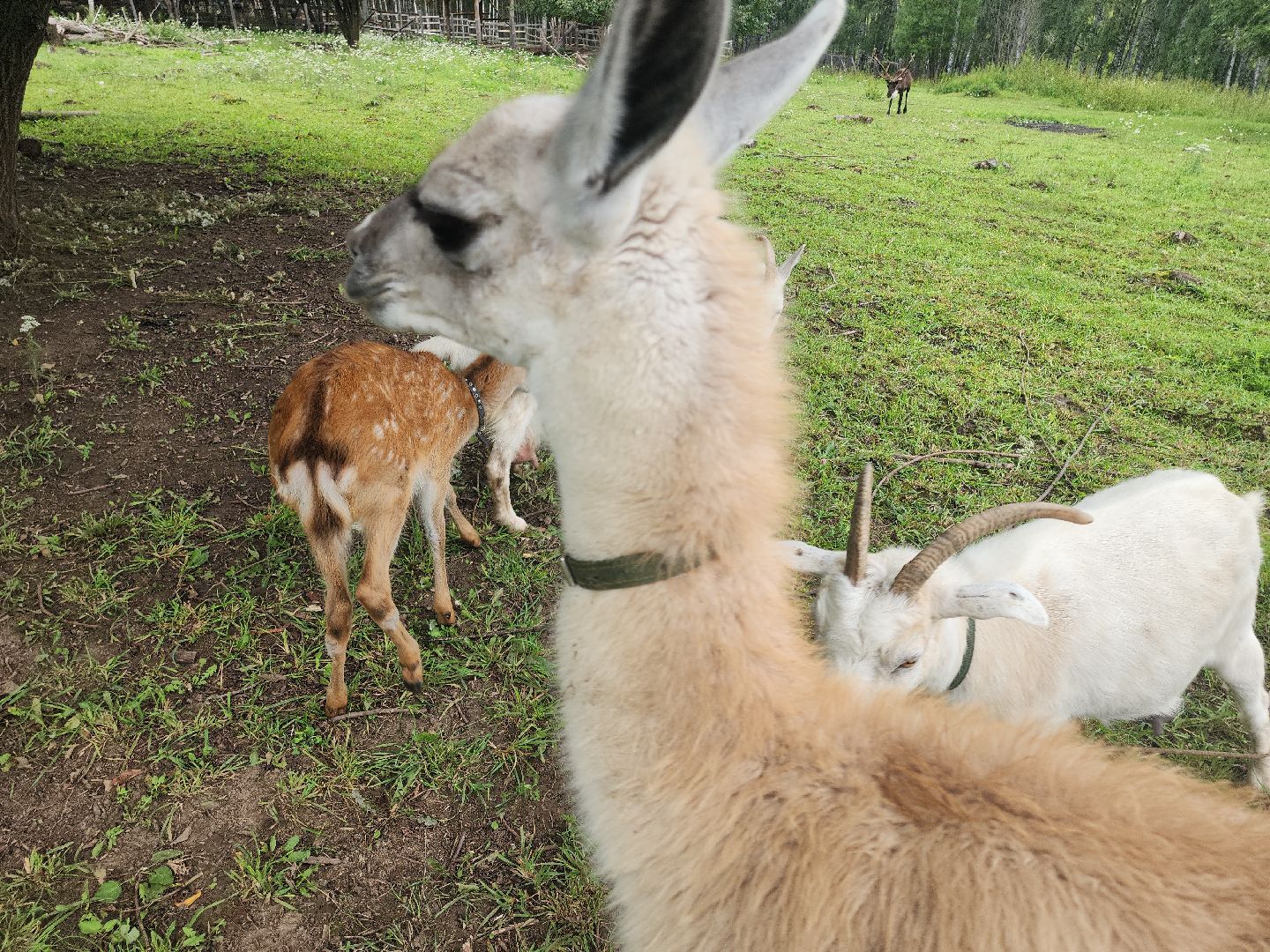Кашира, зоостудия Ковчег, зооферма, животные актёры, корова, буйвол