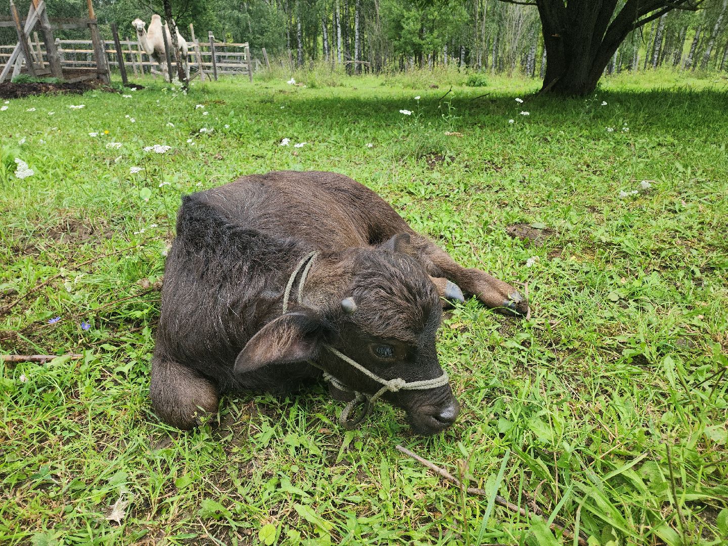 Кашира, зоостудия Ковчег, зооферма, животные актёры, корова, буйвол