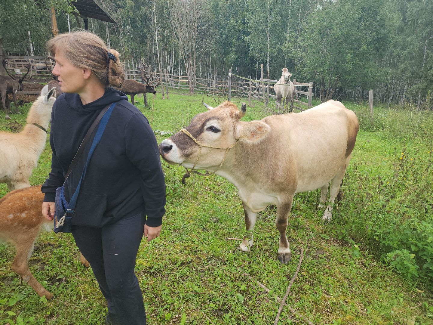 Кашира, зоостудия Ковчег, зооферма, животные актёры, корова, буйвол