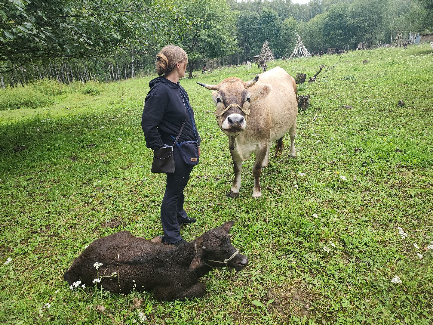 Кашира, зоостудия Ковчег, зооферма, животные актёры, корова, буйвол