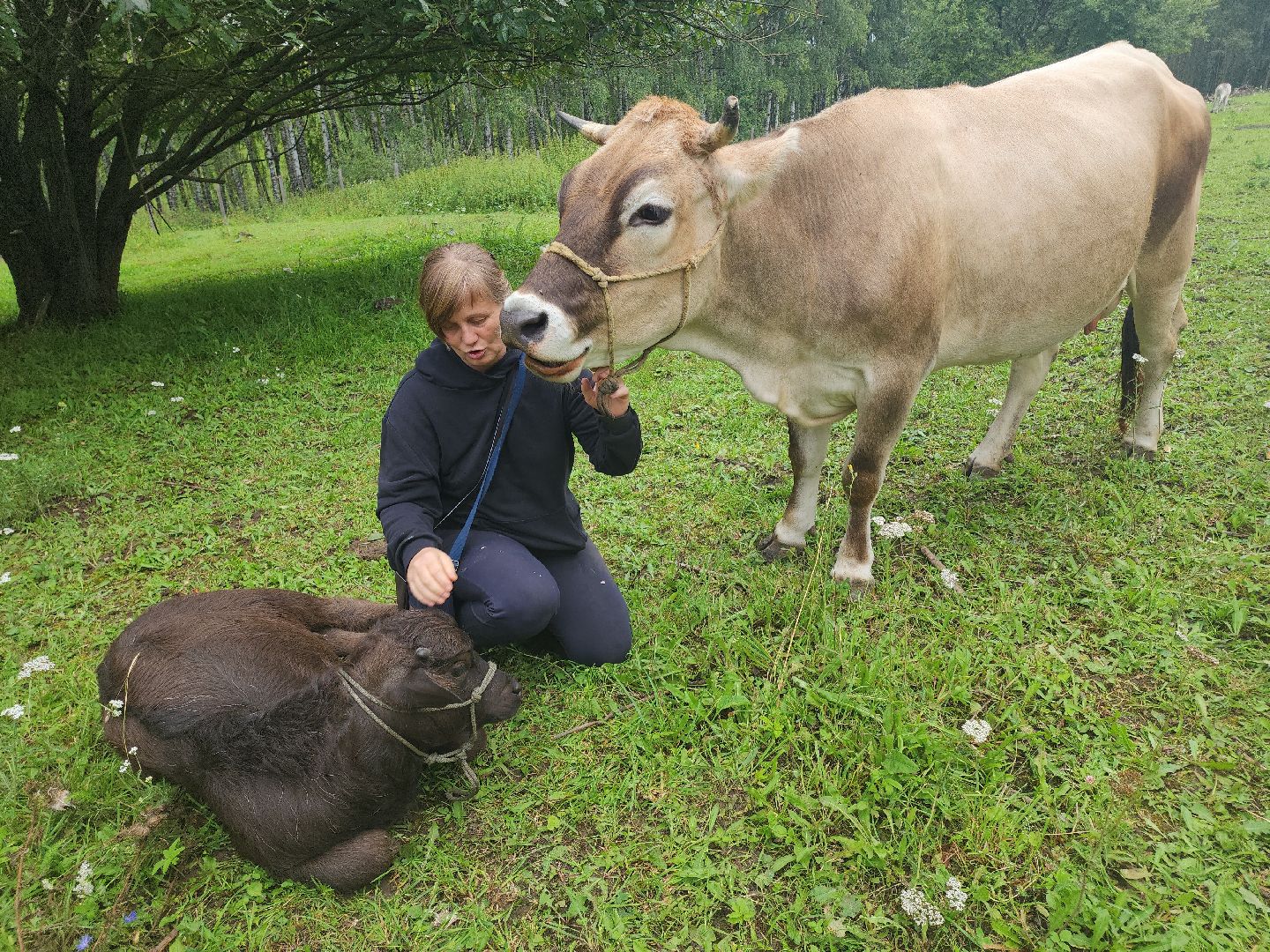 Кашира, зоостудия Ковчег, зооферма, животные актёры, корова, буйвол