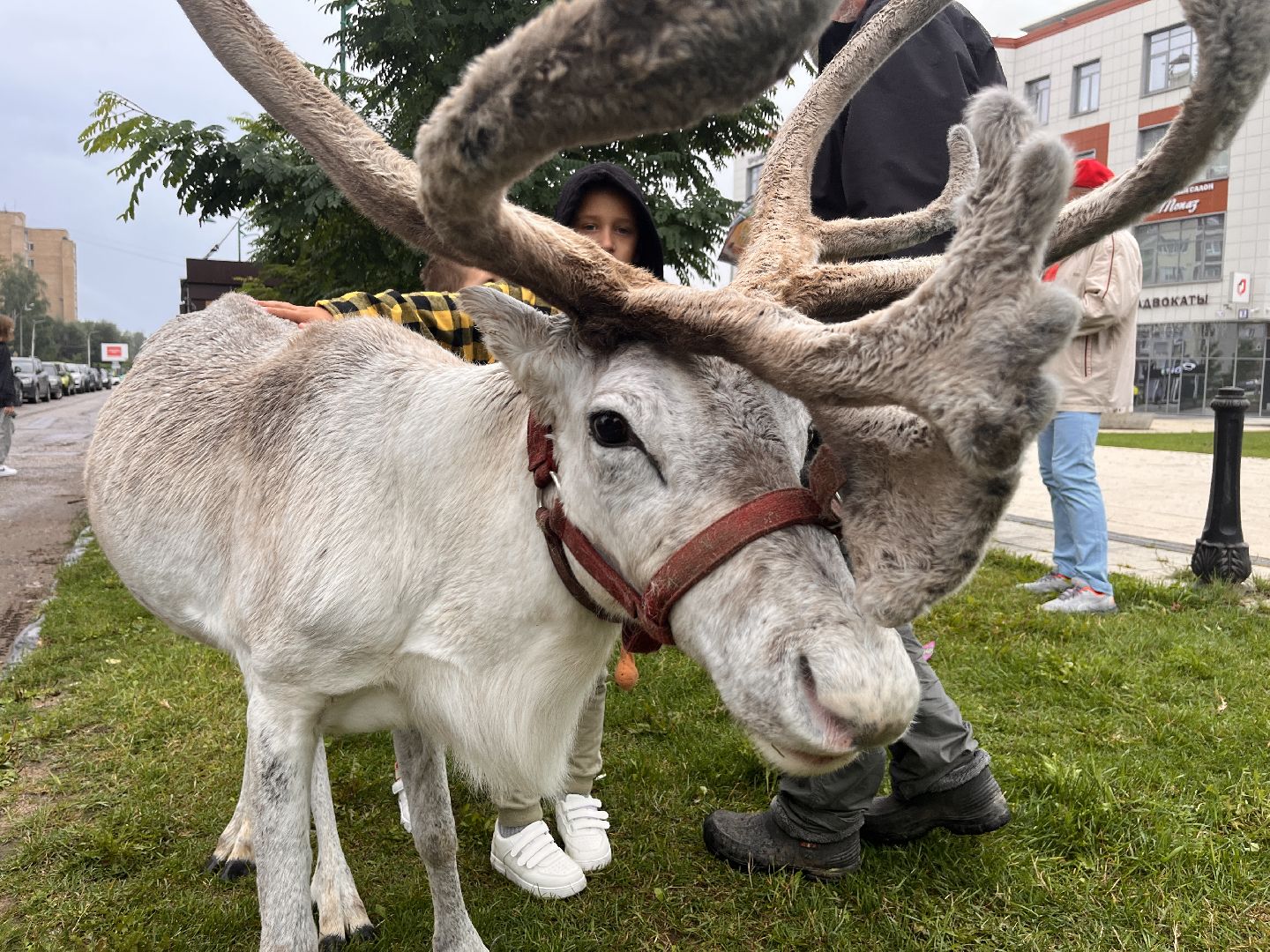 День города, Руза, рузский городской округ, подмосковье, культура, праздник, концерт