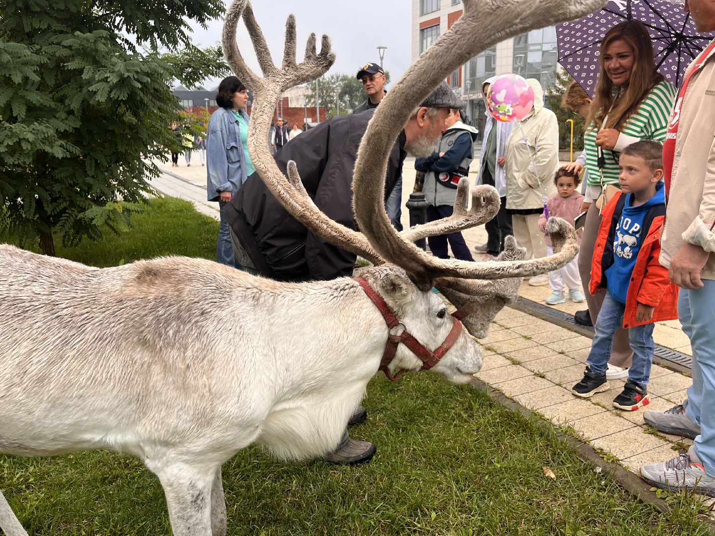 День города, Руза, рузский городской округ, подмосковье, культура, праздник, концерт